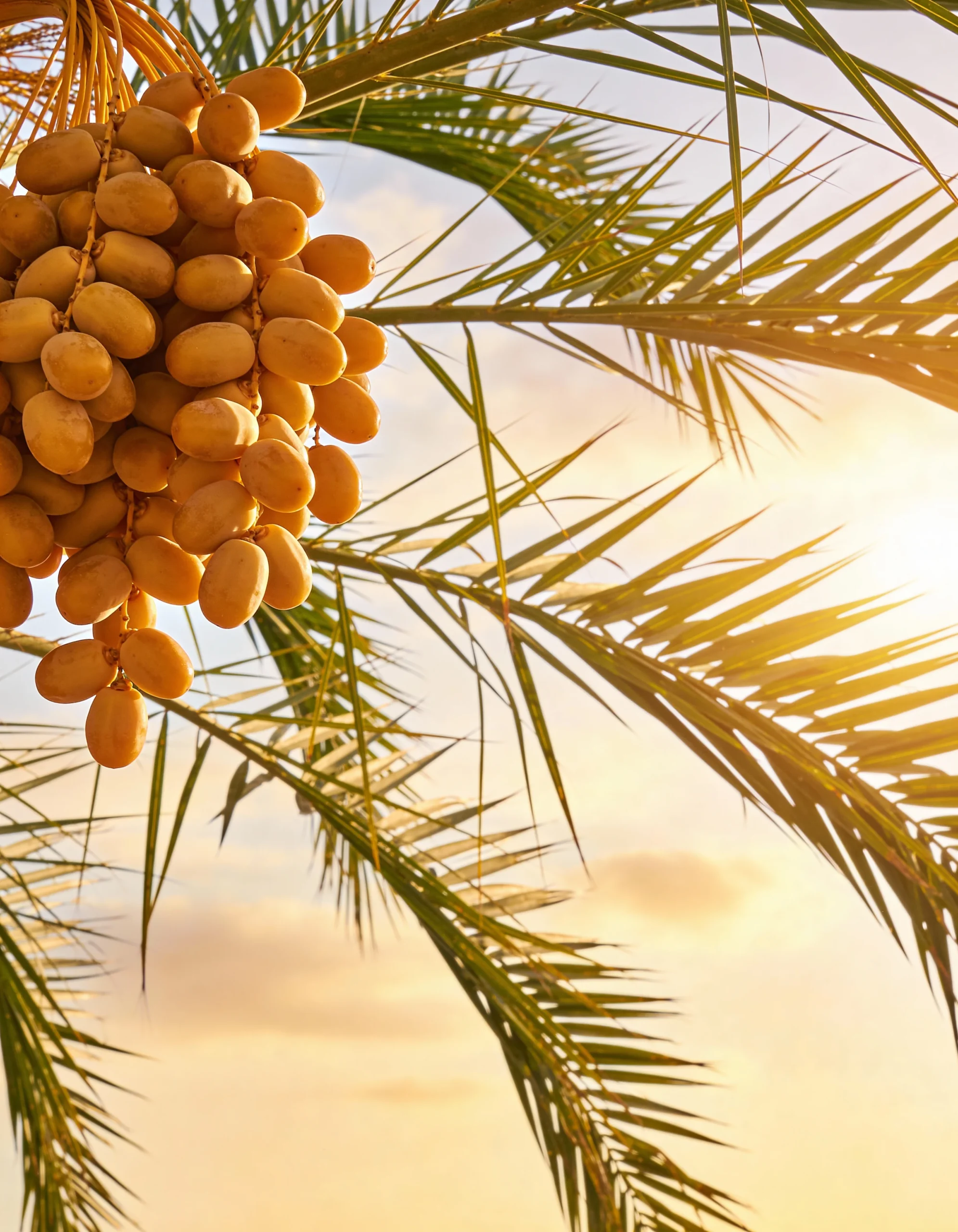 Our core values - Rayan West - La Granja