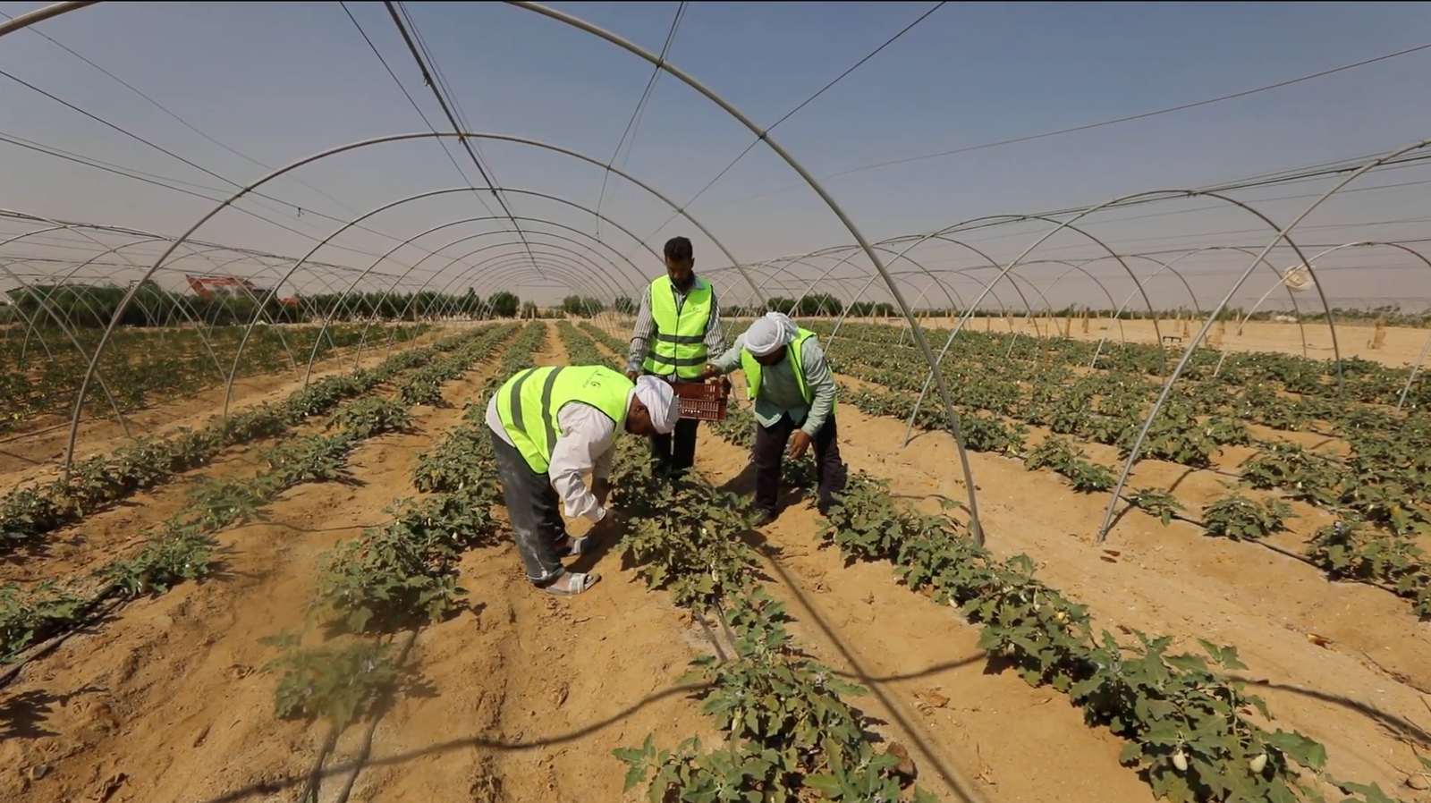 Farm workers in high-visibility vests tending crops inside a greenhouse, part of the agricultural development at Rayan West